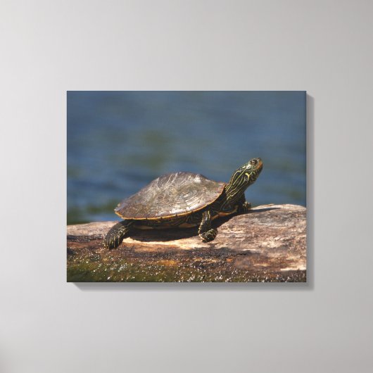 Schildschildpad op een logboek canvas afdruk (Voorkant)