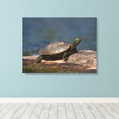 Schildschildpad op een logboek canvas afdruk (Insitu (Houten vloer))