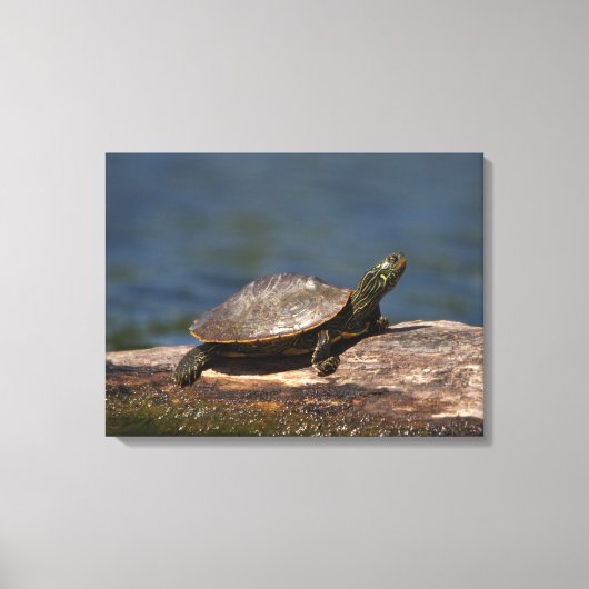 Schildschildpad op een logboek canvas afdruk (Voorkant)