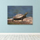 Schildschildpad op een logboek canvas afdruk (Insitu (Houten vloer))
