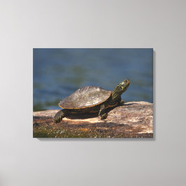 Schildschildpad op een logboek canvas afdruk
