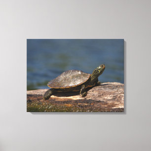 Schildschildpad op een logboek canvas afdruk