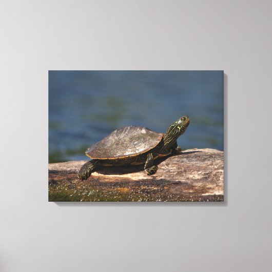 Schildschildpad op een logboek canvas afdruk (Voorkant)