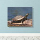 Schildschildpad op een logboek canvas afdruk (Insitu (Houten vloer))