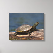 Schildschildpad op een logboek canvas afdruk (Voorkant)
