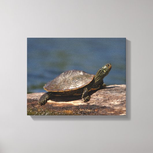 Schildschildpad op een logboek canvas afdruk (Voorkant)