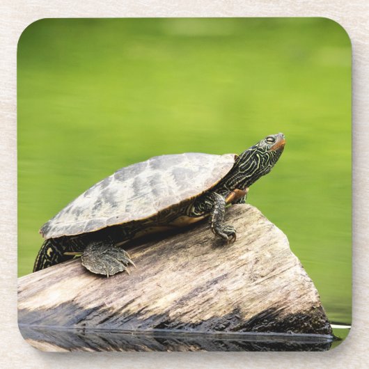 Schildschildpad op een logboek drankjes onderzetter (Voorkant)