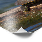 Schildschildpad op een logboek foto afdruk (Hoek)