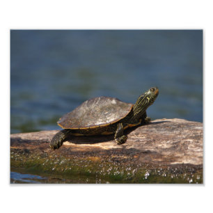 Schildschildpad op een logboek foto afdruk