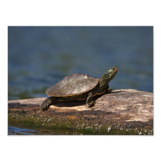Schildschildpad op een logboek foto afdruk (Voorkant)