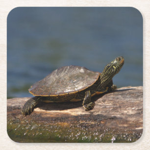 Schildschildpad op een logboek kartonnen onderzetters