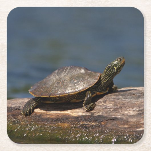 Schildschildpad op een logboek kartonnen onderzetters (Voorkant)