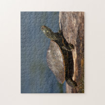 Schildschildpad op een logboek