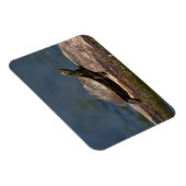 Schildschildpad op een logboek magneet (Rechterzijde)