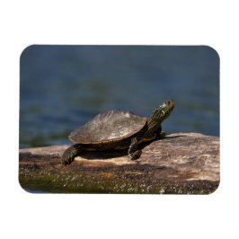 Schildschildpad op een logboek magneet