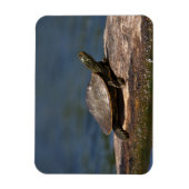 Schildschildpad op een logboek magneet (Verticaal)