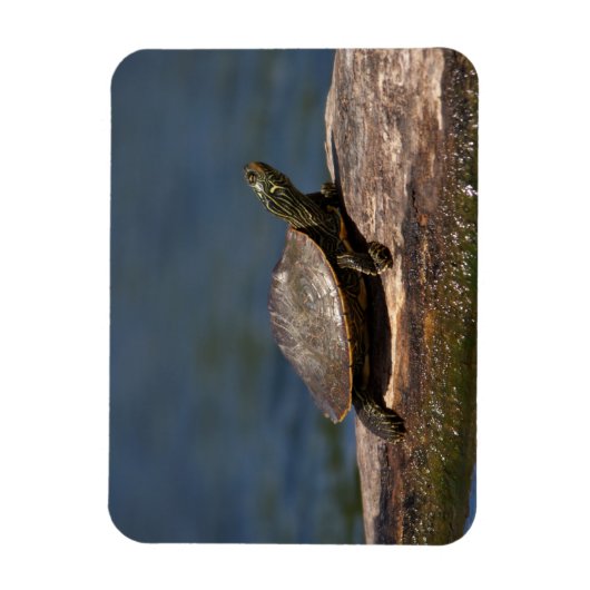 Schildschildpad op een logboek magneet (Verticaal)