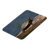 Schildschildpad op een logboek magneet (Linkerzijde)