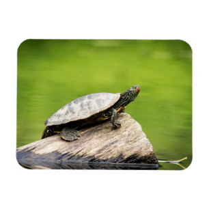 Schildschildpad op een logboek magneet
