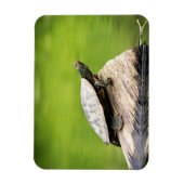 Schildschildpad op een logboek magneet (Verticaal)