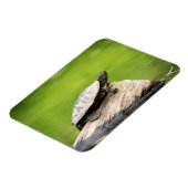 Schildschildpad op een logboek magneet (Linkerzijde)