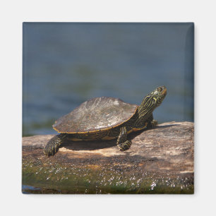 Schildschildpad op een logboek magneet