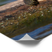 Schildschildpad op een logboek poster (Hoek)