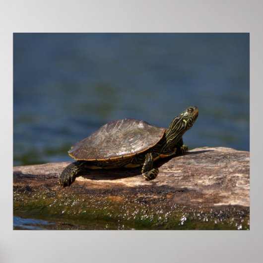 Schildschildpad op een logboek poster (Voorkant)