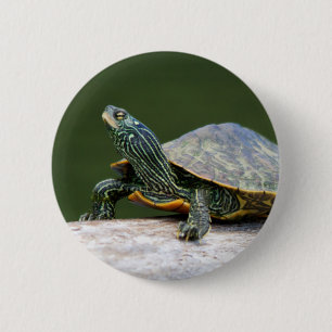 Schildschildpad op een logboek ronde button 5,7 cm