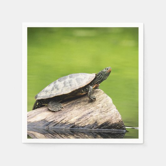Schildschildpad op een logboek servet (Voorkant)