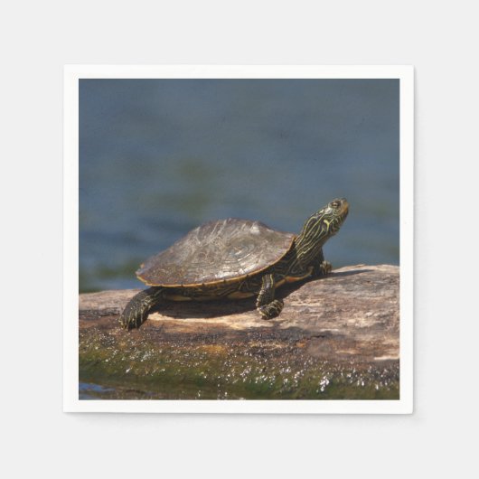 Schildschildpad op een logboek servet (Voorkant)