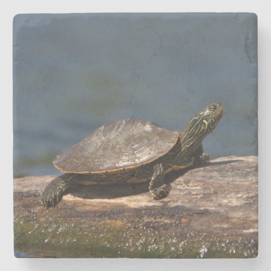 Schildschildpad op een logboek stenen onderzetter (Voorkant)