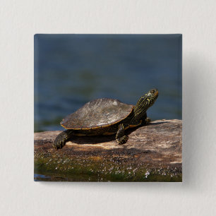 Schildschildpad op een logboek vierkante button 5,1 cm
