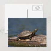 Schildschildpad op een tak briefkaart (Voorkant / Achterkant)