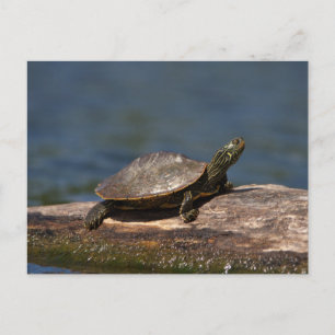 Schildschildpad op een tak briefkaart
