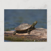 Schildschildpad op een tak briefkaart (Voorkant)