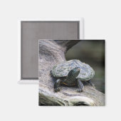 Schildschildpad op een tak magneet (Voorkant / Achterkant)