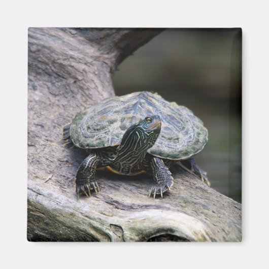 Schildschildpad op een tak magneet (Voorkant)