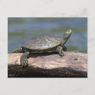 Schildschildpad op een zonnige dag briefkaart
