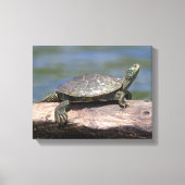 Schildschildpad op een zonnige dag canvas afdruk (Voorkant)