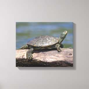 Schildschildpad op een zonnige dag canvas afdruk