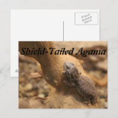 schildstaartagama briefkaart (Voorkant / Achterkant)
