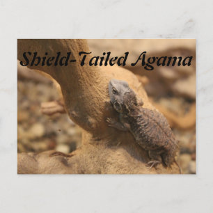 schildstaartagama briefkaart