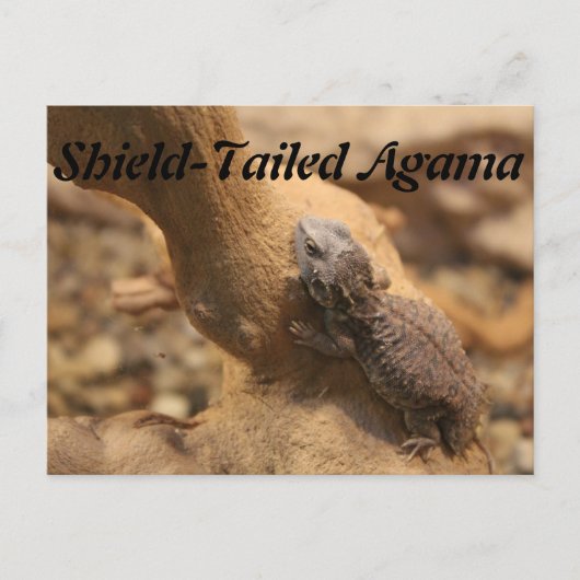 schildstaartagama briefkaart (Voorkant)