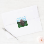Schilting van de Schotse hoogland-Koe Vierkante Sticker (Envelop)