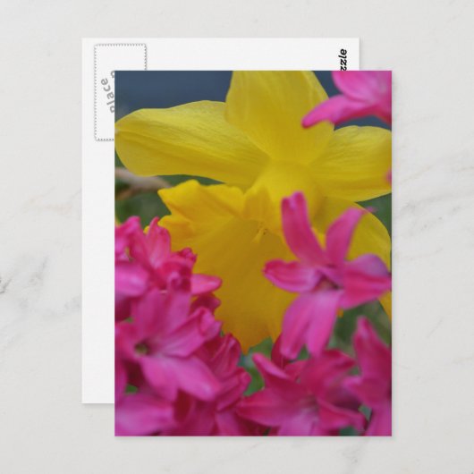 schimmelaar briefkaart (Voorkant / Achterkant)