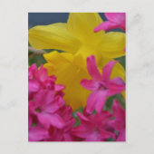 schimmelaar briefkaart (Voorkant)