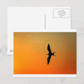 Schimmelkolibrie die oranje zonsondergang vliegt briefkaart (Voorkant / Achterkant)