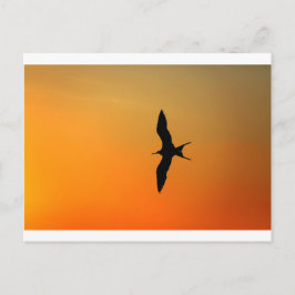 Schimmelkolibrie die oranje zonsondergang vliegt briefkaart