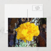 Schimmels Tremella mesenterica Briefkaart (Voorkant / Achterkant)